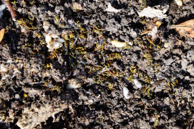 Yok edilmiş eşek arısı yuvası. Bir petek hor yüzeyinde çizilmiş