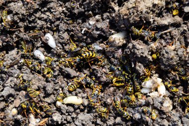 Yok edilmiş eşek arısı yuvası. Bir petek hor yüzeyinde çizilmiş