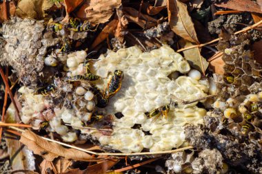 Yok edilmiş eşek arısı yuvası. Petek eşek arısı yuvasının yüzeyine çizilmiş. Larvalar ve eşek arıları yavrusu. Vespula vulgaris