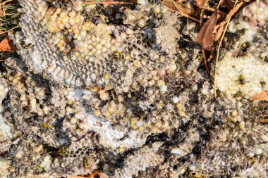 Yok edilmiş eşek arısı yuvası. Petek eşek arısı yuvasının yüzeyine çizilmiş. Larvalar ve eşek arıları yavrusu. Vespula vulgaris