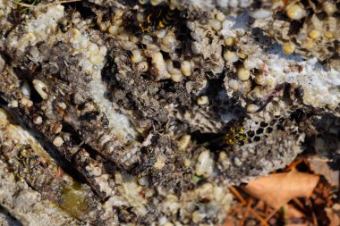 Yok edilmiş eşek arısı yuvası. Petek eşek arısı yuvasının yüzeyine çizilmiş. Larvalar ve eşek arıları yavrusu. Vespula vulgaris