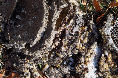 Yok edilmiş eşek arısı yuvası. Petek eşek arısı yuvasının yüzeyine çizilmiş. Larvalar ve eşek arıları yavrusu. Vespula vulgaris
