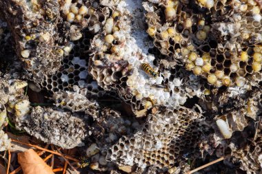 Yok edilmiş eşek arısı yuvası. Petek eşek arısı yuvasının yüzeyine çizilmiş. Larvalar ve eşek arıları yavrusu. Vespula vulgaris