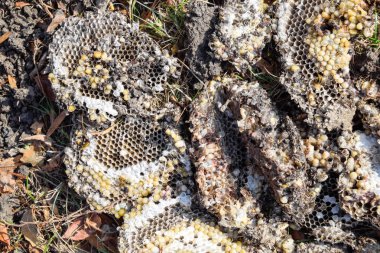 Yok edilmiş eşek arısı yuvası. Petek eşek arısı yuvasının yüzeyine çizilmiş. Larvalar ve eşek arıları yavrusu. Vespula vulgaris