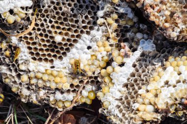 Yok edilmiş eşek arısı yuvası. Petek eşek arısı yuvasının yüzeyine çizilmiş. Larvalar ve eşek arıları yavrusu. Vespula vulgaris