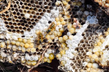 Yok edilmiş eşek arısı yuvası. Petek eşek arısı yuvasının yüzeyine çizilmiş. Larvalar ve eşek arıları yavrusu. Vespula vulgaris