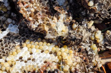 Yok edilmiş eşek arısı yuvası. Petek eşek arısı yuvasının yüzeyine çizilmiş. Larvalar ve eşek arıları yavrusu. Vespula vulgaris