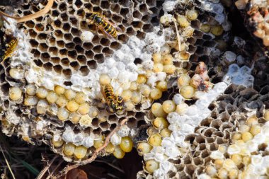 Yok edilmiş eşek arısı yuvası. Petek eşek arısı yuvasının yüzeyine çizilmiş. Larvalar ve eşek arıları yavrusu. Vespula vulgaris