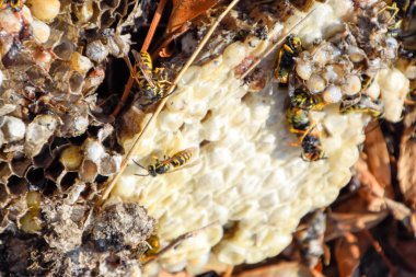 Yok edilmiş eşek arısı yuvası. Petek eşek arısı yuvasının yüzeyine çizilmiş. Larvalar ve eşek arıları yavrusu. Vespula vulgaris
