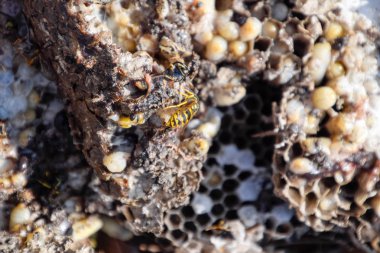 Yok edilmiş eşek arısı yuvası. Petek eşek arısı yuvasının yüzeyine çizilmiş. Larvalar ve eşek arıları yavrusu. Vespula vulgaris