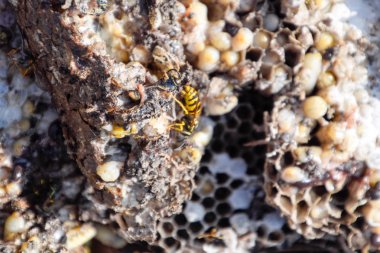 Yok edilmiş eşek arısı yuvası. Petek eşek arısı yuvasının yüzeyine çizilmiş. Larvalar ve eşek arıları yavrusu. Vespula vulgaris