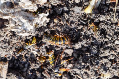 Yok edilmiş eşek arısı yuvası. Petek eşek arısı yuvasının yüzeyine çizilmiş. Larvalar ve eşek arıları yavrusu. Vespula vulgaris