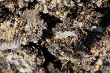 Yok edilmiş eşek arısı yuvası. Petek eşek arısı yuvasının yüzeyine çizilmiş. Larvalar ve eşek arıları yavrusu. Vespula vulgaris