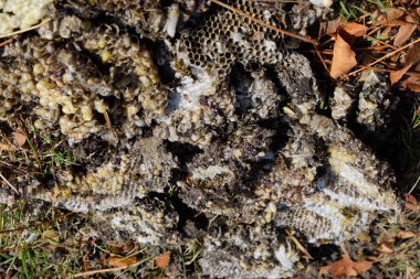 Yok edilmiş eşek arısı yuvası. Petek eşek arısı yuvasının yüzeyine çizilmiş. Larvalar ve eşek arıları yavrusu. Vespula vulgaris