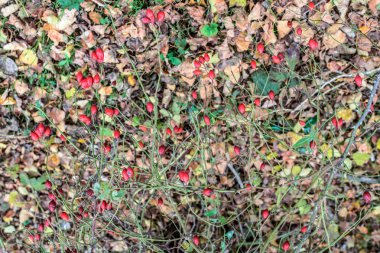 Kalça bush Olgun meyveleri ile. Bir dogrose bir Bush meyveler. Yaban gülü meyvelerini. Dikenli dogrose. Kırmızı gül kalça.