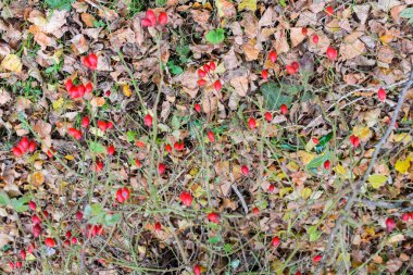Kalça bush Olgun meyveleri ile. Bir dogrose bir Bush meyveler. Yaban gülü meyvelerini. Dikenli dogrose. Kırmızı gül kalça.