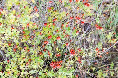 Kalça bush Olgun meyveleri ile. Bir dogrose bir Bush meyveler. Yaban gülü meyvelerini. Dikenli dogrose. Kırmızı gül kalça.