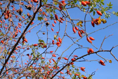 Olgun meyveleri ile kalça çalı. Çalılıkta bir köpek gülünün meyveleri. Fru