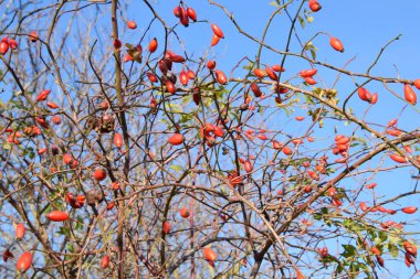Olgun meyveleri ile kalça çalı. Çalılıkta bir köpek gülünün meyveleri. Fru