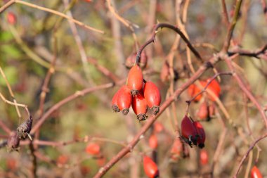 Olgun meyveleri ile kalça çalı. Çalılıkta bir köpek gülünün meyveleri. Fru