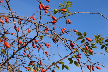 Olgun meyveleri ile kalça çalı. Çalılıkta bir köpek gülünün meyveleri. Fru
