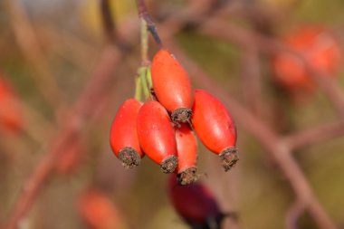 Olgun meyveleri ile kalça çalı. Çalılıkta bir köpek gülünün meyveleri. Fru