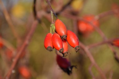 Olgun meyveleri ile kalça çalı. Çalılıkta bir köpek gülünün meyveleri. Fru