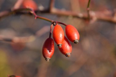 Olgun meyveleri ile kalça çalı. Çalılıkta bir köpek gülünün meyveleri. Fru