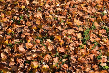 Bir kavak düşmüş yapraklarından dokusal arka plan. Bir sonbahar ca
