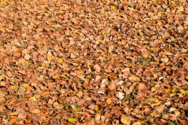 Bir kavak düşmüş yapraklarından dokusal arka plan. Bir sonbahar ca