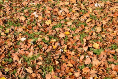 Bir kavak düşmüş yapraklarından dokusal arka plan. Bir sonbahar ca