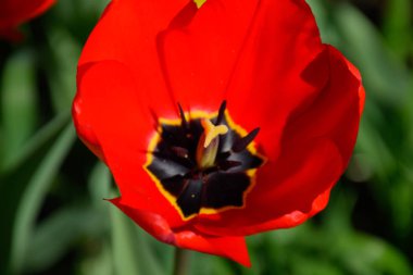 Kırmızı lale çiçek flowerbed. Çiçekli laleler.