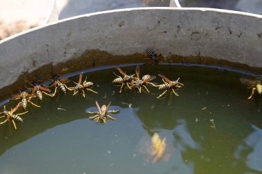 Eşek arıları tavadan su içer, su yüzeyinde yüzer.