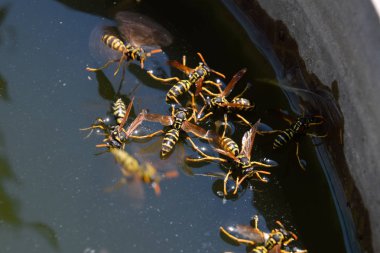 Eşek arıları tavadan su içer, su yüzeyinde yüzer.