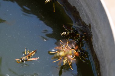 Eşek arıları Polistes su içer. Eşek arıları tavadan su içer, yüzer.