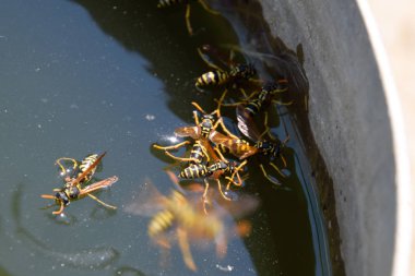 Eşek arıları Polistes su içer. Eşek arıları tavadan su içer, yüzer.