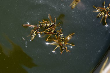 Eşek arıları Polistes su içer. Eşek arıları tavadan su içer, yüzer.