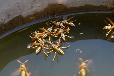 Eşek arıları Polistes su içer. Eşek arıları tavadan su içer, yüzer.