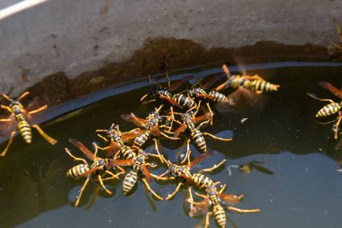 Eşek arıları Polistes su içer. Eşek arıları tavadan su içer, yüzer.