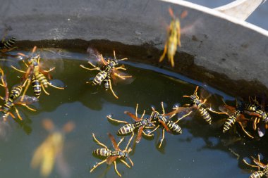 Eşek arıları Polistes su içer. Eşek arıları tavadan su içer, yüzer.
