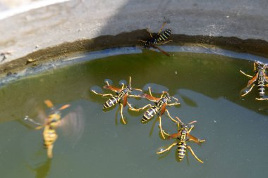 Eşek arıları Polistes su içer. Eşek arıları tavadan su içer, yüzer.