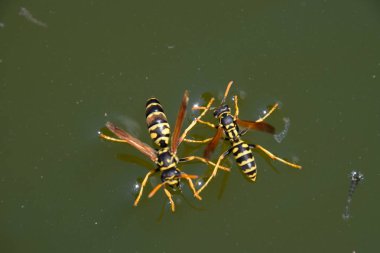 Eşek arıları Polistes su içer. Eşek arıları tavadan su içer, yüzer.