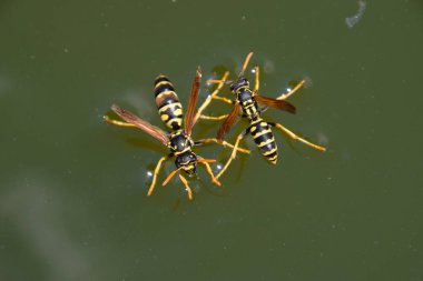 Eşek arıları Polistes su içer. Eşek arıları tavadan su içer, yüzer.