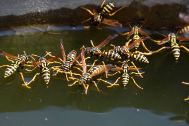 Eşek arıları Polistes su içer. Eşek arıları tavadan su içer, yüzer.