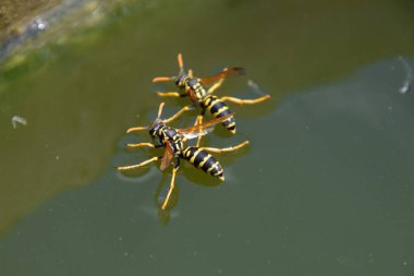 Eşek arıları Polistes su içer. Eşek arıları tavadan su içer, yüzer.