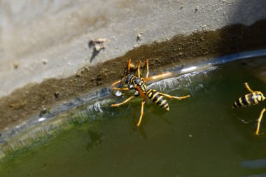 Eşek arıları Polistes su içer. Eşek arıları tavadan su içer, yüzer.