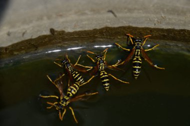 Eşek arıları Polistes su içer. Eşek arıları tavadan su içer, yüzer.
