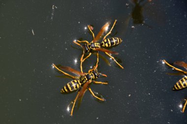 Eşek arıları Polistes su içer. Eşek arıları tavadan su içer, yüzer.