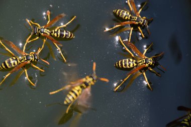 Eşek arıları Polistes su içer. Eşek arıları tavadan su içer, yüzer.