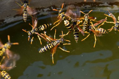 Eşek arıları Polistes su içer. Eşek arıları tavadan su içer, yüzer.